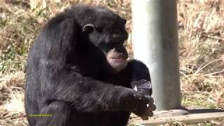 Jan 2019 Tama zoo chimps 11 [upl. by Yenwat]