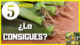 🌵Cómo reproducir suculentas por hojas en 5 PASOS⭐️PARTE 12 [upl. by Karlin]