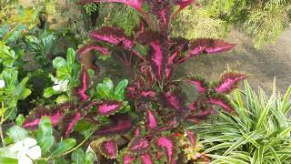 My Garden and curli coleus plant💚💚💚 [upl. by Aigneis555]