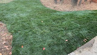 Laying some awesome elite fescue sod [upl. by Jemy]