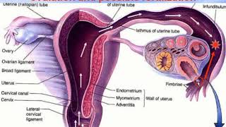 Human Embryology  1Videolecture by Zimatkin 31 [upl. by Ahseer453]