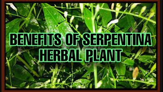 HEALTH BENEFITS OF SERPENTINA HERBAL PLANT  KING OF BITTER PLANT  TSV 491 [upl. by Nalyorf]