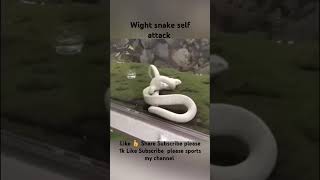 Wight snake self attack instrument wildlife nature vairalvideo Subscribe my channel 1k please [upl. by Zilber461]