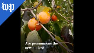 Are persimmons the new apples [upl. by Maxfield951]