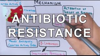 Antibiotic Resistance  Evolution Genetics Microbiology [upl. by Lunette]