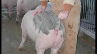 Swine Artificial Insemination Final [upl. by Narrad]