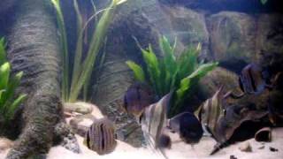 Wild Heckel Symphysodon Discus amp Pterophyllum Altum [upl. by Ellehsar677]