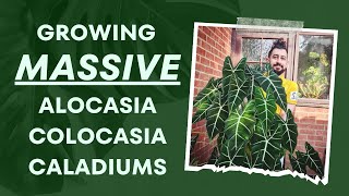 Colocasias Caladiums amp Alocasias Ultimate Indoor Growth Guide 👩‍🏫  My Top Secrets 🗝️🌿 [upl. by Rosalie]