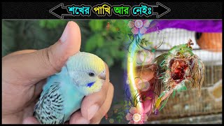 আমার প্রিয় বাজরিগার পাখি আর নেই 💗 A painful memory with my favorite budgie 🔥 Jactok পাখি ভাইয়া [upl. by Otrebile]