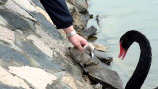 Baby Black Swan  taken by Sampson Chan [upl. by Ruggiero499]