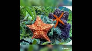 Echinodermata general characters biology zoology vedioyoutubevedio [upl. by Statis]