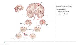 OSSM Neuro Chapter 14  The Descending Spinal Tracts [upl. by Saitam]