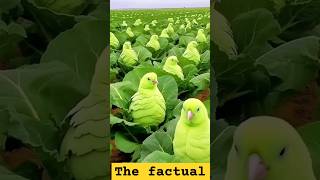 amazingfacts facts ytshorts youtubeshort amaznigfact farming friuts fect [upl. by Yeknarf309]