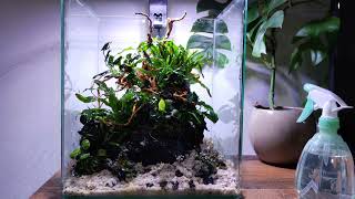 Dennerle nano cube 30l shrimp island aquascape [upl. by Dosi]