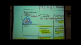 ANATOMY ENDOCRINE SYSTEM by Professor Fink [upl. by Rafter159]