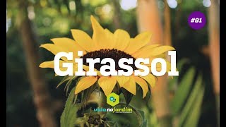 Girassol [upl. by Grefer]