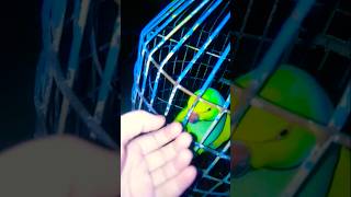 Mithu katore katore bolane wala🦜mithushortsfeedfunny parrotcomedyyoutubeshortstrendingviral [upl. by Galliett]