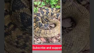 Snake rattlingsnakers kingcobra wildlife snakesofindia kingsnake ratsnake python greensnake [upl. by Hynda]