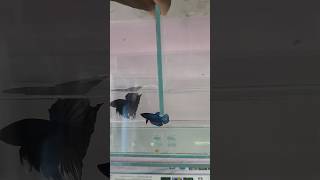 betta breeding tank using uv gum and uv lightbettabreeding breeding aquarium [upl. by Heathcote]