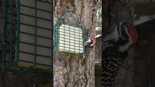 Nuttalls Woodpecker🐦Morning Suet Peck nuttallswoodpecker [upl. by Rednal]