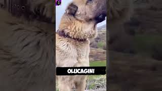 kangal vs kanguru kim kazanır [upl. by Adnirb]