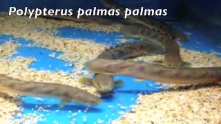 Polypterus palmas palmas [upl. by Neelyhtak]