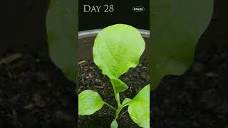 Time Lapse of Growing White Eggplant from Seed [upl. by Cenac809]