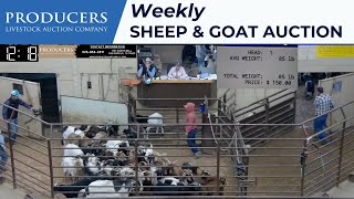 2202024  Producers Livestock Auction Company Sheep amp Goat Auction [upl. by Urita]