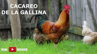 Gallina cacareando Efecto de sonido [upl. by Cheke489]