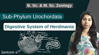 Herdmania  Digestive System of Herdmania  In Hindi  B Sc amp M Sc  Zoology [upl. by Leahcimauhsoj785]