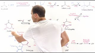 Pyrimidine Synthesis [upl. by Sivahc]