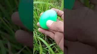 I found roaches eggs 😱 roaches babyanimals shorts [upl. by Celinka]