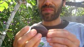 How to eat a Fig [upl. by Zebedee]