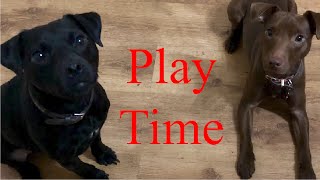 Patterdale Terriers Play Fighting [upl. by Cuthbert]