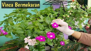 Dengan Cara ini Tanaman Vinca Mudah Diperbanyak  Tapak Dara  Care and Propagation [upl. by Virgie]