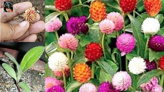 Gomphrena Flower Plant Seeds Germination  Gomphrena Globosa Globe Amaranth Cutting Planting [upl. by Haissi]