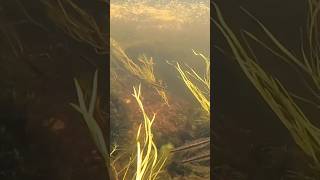 Beautiful underwater world of a river in the wilderness lapland hiking camping [upl. by Esinert985]