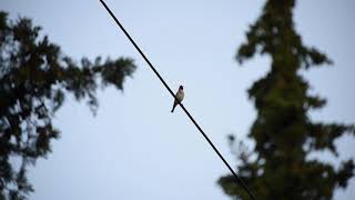 Goldfinch singing [upl. by Autum]