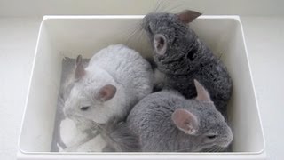 Chinchilla Dust Bath Tutorial [upl. by Madriene]