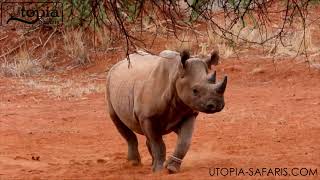 Elevate Your Adventure Rhino Encounter in Mkomazi [upl. by Waly]