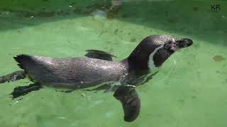 Pinguine im Kölner Zoo [upl. by Remsen]