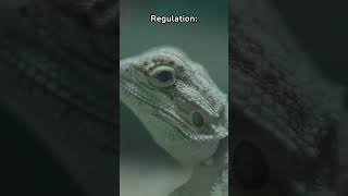 Amazing Bearded Dragon Facts 5 Fascinating Things You Wont Believe  Fauna Fax Shorts [upl. by Liuqnoj]