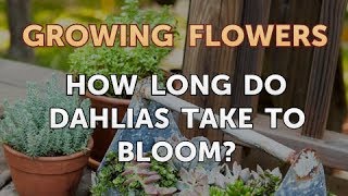 How Long Do Dahlias Take to Bloom [upl. by Therese]