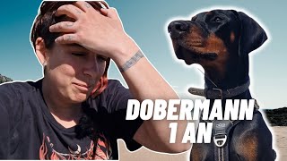 Régression  Progrès  Dobermann de 1 an  Épisode 42 [upl. by Linea940]