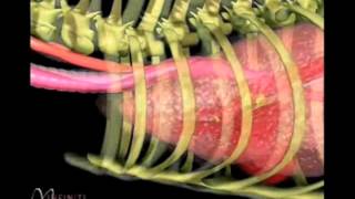 VetStems Tracheal Collapse Animation Edited [upl. by Jessee175]