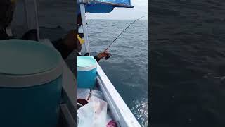 Mancing di laut shorts fishing mancing Daido daidofishing [upl. by Nnyltiak]