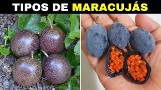 10 Tipos de MARACUJÁS Mais Diferentes e CURIOSOS Que Você Não Vai Acreditar Que Existem [upl. by Alicea934]