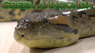 Green Anacondas as pets The biggest snake species in the world [upl. by Trumaine]