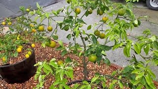 Best Fruit Trees to Grow in Containers amp Why [upl. by Ondrea]