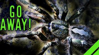 Fringed Ornamental Tarantula Poecilotheria ornata Care [upl. by Nonah]